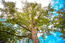 Best Hazardous Tree Removal  in New Richmond, OH