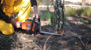 Best Tree and Shrub Care  in New Richmond, OH