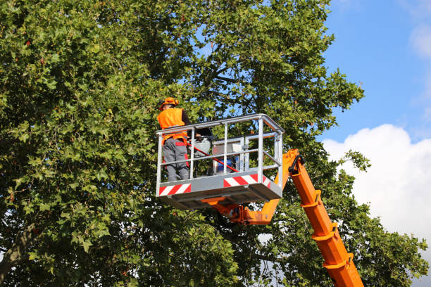 Best Commercial Tree Services  in New Richmond, OH