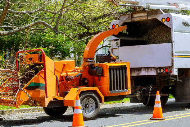 How Our Tree Care Process Works  in  New Richmond, OH