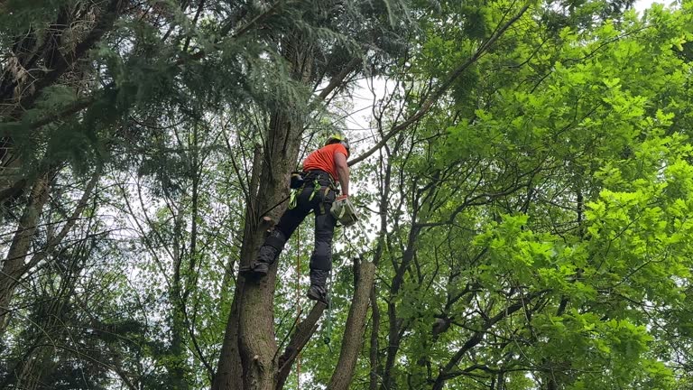 New Richmond, OH Tree Care  Company