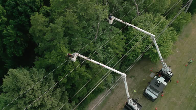 Best Tree Removal  in New Richmond, OH